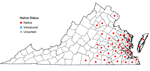 Locations ofEuthamia caroliniana (L.) Greene ex Porter & Britt. in Virginia