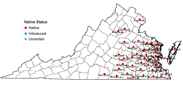 Locations ofEuthamia caroliniana (L.) Greene ex Porter & Britt. in Virginia