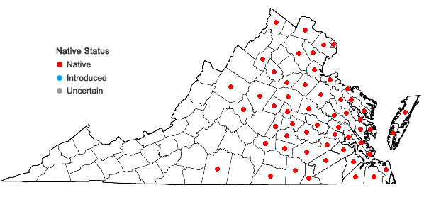 Locations ofEuthamia lanceolata (L.) Nesom in Virginia