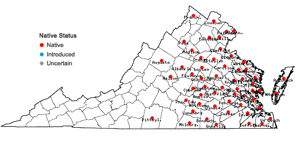 Locations ofEuthamia lanceolata (L.) Nesom in Virginia