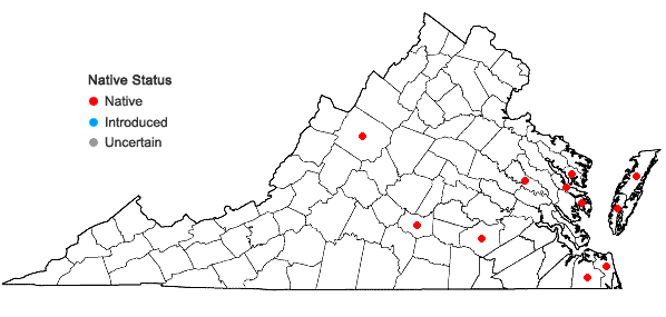 Locations ofEuthamia weakleyi Nesom in Virginia