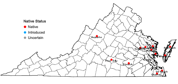 Locations ofEuthamia weakleyi Nesom in Virginia