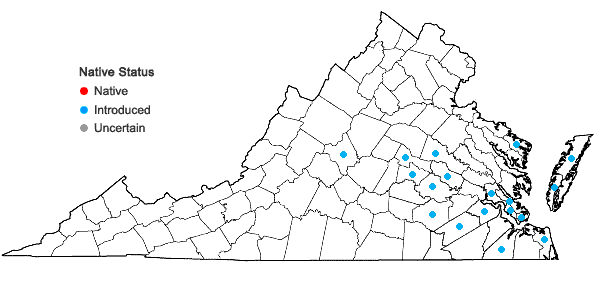 Locations ofFacelis retusa (Lam.) Schultz-Bip. in Virginia