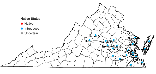 Locations ofFacelis retusa (Lam.) Schultz-Bip. in Virginia