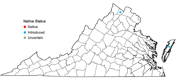 Locations ofFalcaria vulgaris Bernh. in Virginia