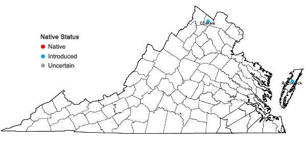 Locations ofFalcaria vulgaris Bernh. in Virginia