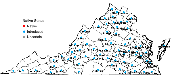 Locations ofFallopia convolvulus (L.) A. Love in Virginia