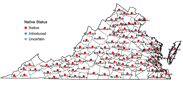 Locations ofFallopia scandens (L.) Holub in Virginia