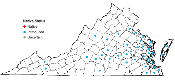 Locations ofFoeniculum vulgare P. Mill. in Virginia