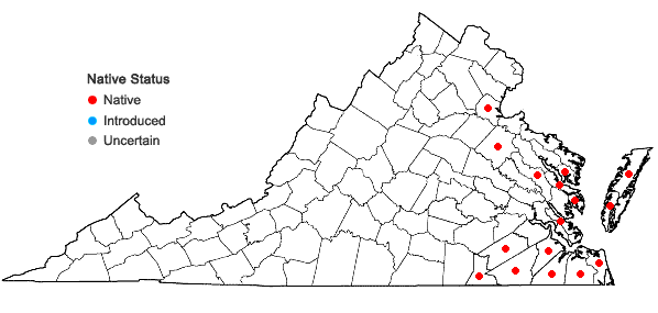 Locations ofFuirena pumila (Torrey) Sprengel in Virginia