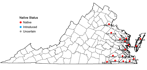 Locations ofFuirena pumila (Torrey) Sprengel in Virginia