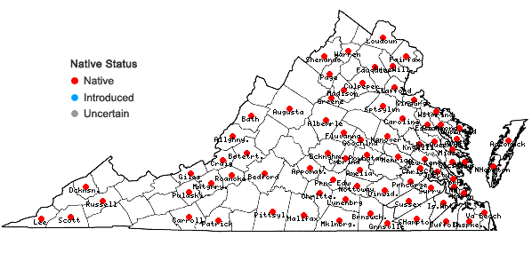 Locations ofGalactia regularis (L.) B.S.P. in Virginia