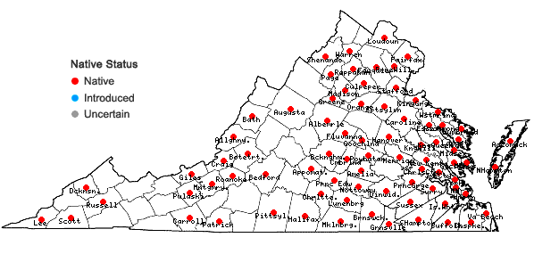 Locations ofGalactia regularis (L.) B.S.P. in Virginia