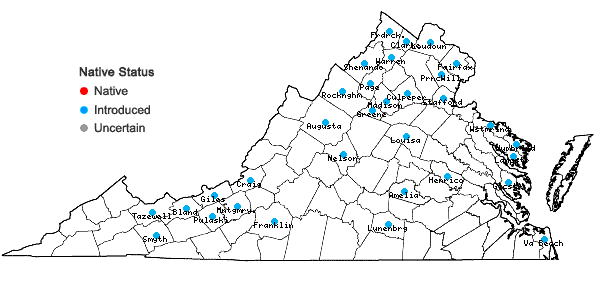 Locations ofGalinsoga parviflora Cav. var. parviflora in Virginia