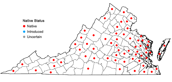 Locations ofGalium obtusum Bigelow var. obtusum in Virginia