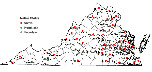 Locations ofGalium obtusum Bigelow var. obtusum in Virginia