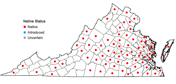 Locations ofGalium obtusum Bigelow in Virginia