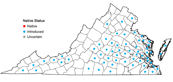 Locations ofGalium sherardia E.H.L. Krause in Virginia