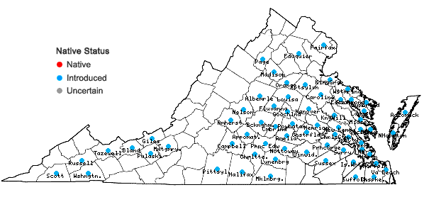Locations ofGalium sherardia E.H.L. Krause in Virginia