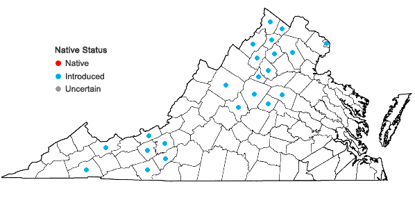 Locations ofGalium verum L. in Virginia