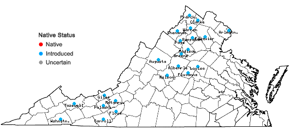 Locations ofGalium verum L. in Virginia