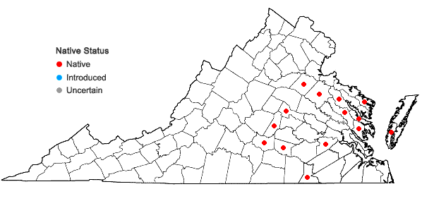 Locations ofGamochaeta antillana (Urban) Anderb. in Virginia