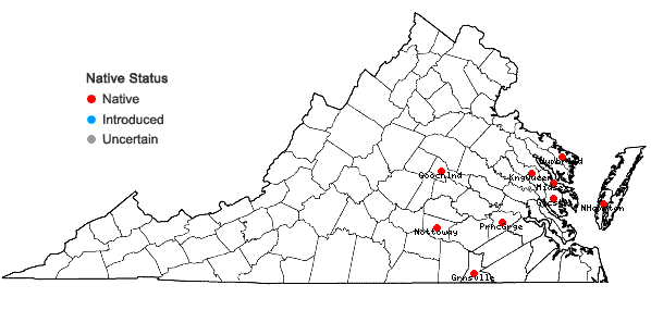 Locations ofGamochaeta antillana (Urban) Anderb. in Virginia