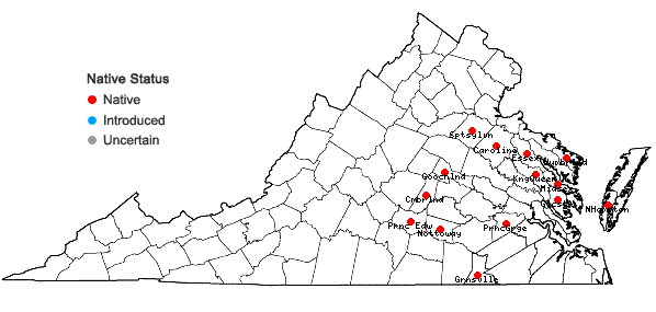 Locations ofGamochaeta antillana (Urban) Anderb. in Virginia