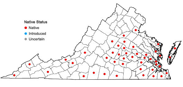 Locations ofGamochaeta argyrinea Nesom in Virginia