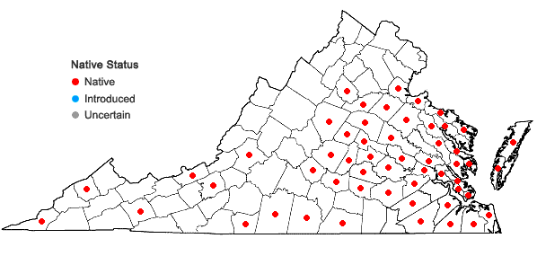 Locations ofGamochaeta argyrinea Nesom in Virginia
