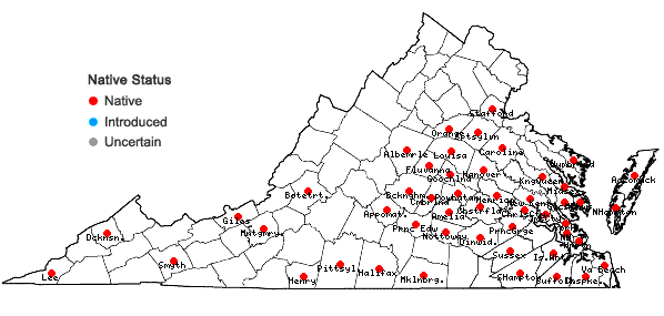 Locations ofGamochaeta argyrinea Nesom in Virginia