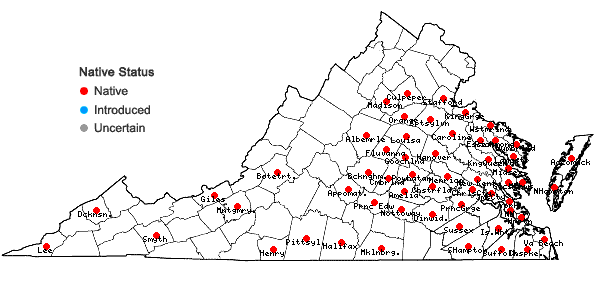 Locations ofGamochaeta argyrinea Nesom in Virginia