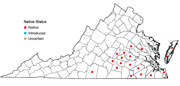 Locations ofGamochaeta calviceps (Fern.) Cabrera in Virginia