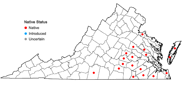 Locations ofGamochaeta calviceps (Fern.) Cabrera in Virginia