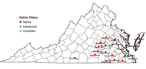 Locations ofGamochaeta calviceps (Fern.) Cabrera in Virginia