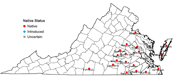 Locations ofGamochaeta calviceps (Fern.) Cabrera in Virginia