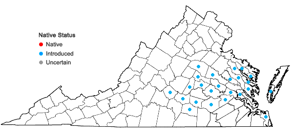 Locations ofGamochaeta impatiens Nesom in Virginia