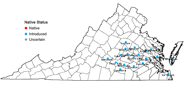 Locations ofGamochaeta impatiens Nesom in Virginia