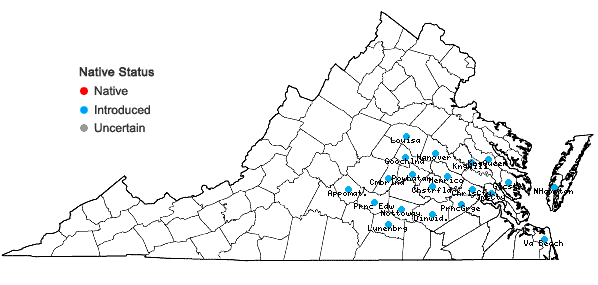 Locations ofGamochaeta impatiens Nesom in Virginia