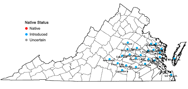 Locations ofGamochaeta impatiens Nesom in Virginia