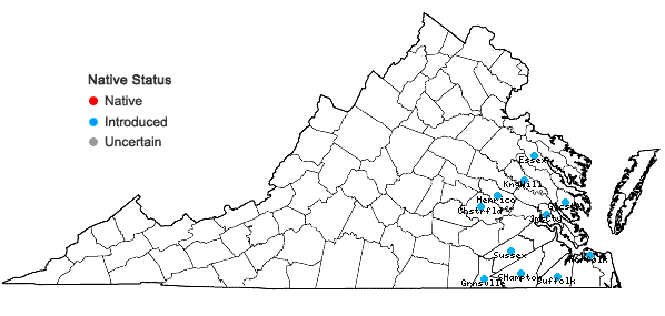 Locations ofGamochaeta pensylvanica (Willd.) Cabrera in Virginia