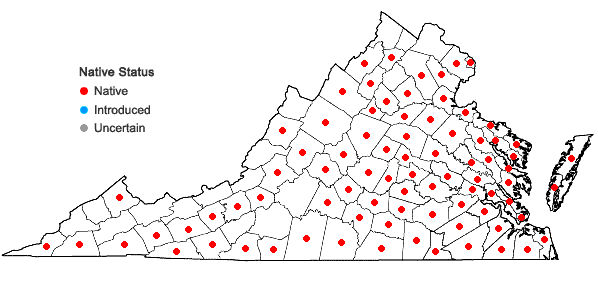 Locations ofGamochaeta purpurea (L.) Cabrera in Virginia