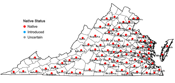 Locations ofGamochaeta purpurea (L.) Cabrera in Virginia