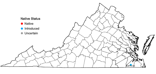 Locations ofGamochaeta simplicicaulis (Willd. ex Spreng.) Cabrera in Virginia