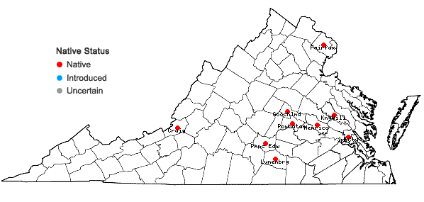 Locations ofGemmabryum dichotomum (Hedw.) J.R. Spence & H.P. Ramsay in Virginia