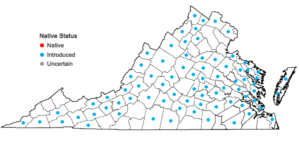 Locations ofGeranium molle L. in Virginia