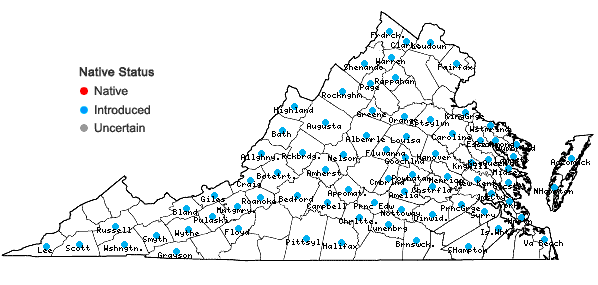 Locations ofGeranium molle L. in Virginia
