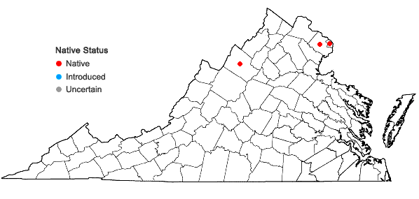 Locations ofGeum aleppicum Jacquin in Virginia