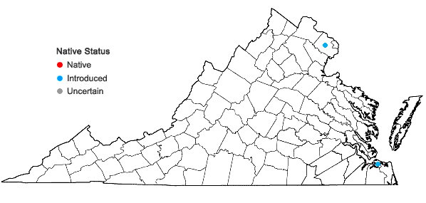Locations ofGlaucium flavum Crantz in Virginia