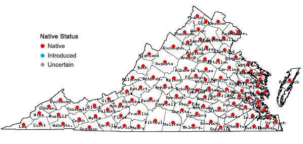 Locations ofGoodyera pubescens (Willd.) R.Br. ex Aiton f. in Virginia